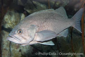 Black rockfish, Sebastes melanops