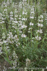 Black sage, Salvia mellifera, San Elijo Lagoon, Encinitas, California