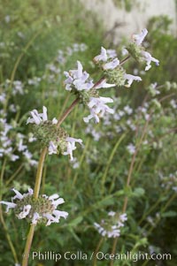 Black sage, Salvia mellifera, San Elijo Lagoon, Encinitas, California