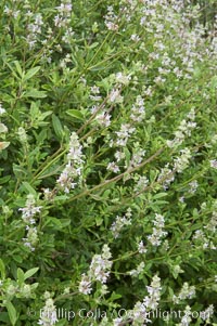 Black sage, Salvia mellifera, San Elijo Lagoon, Encinitas, California