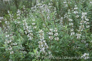 Black sage, Salvia mellifera, San Elijo Lagoon, Encinitas, California