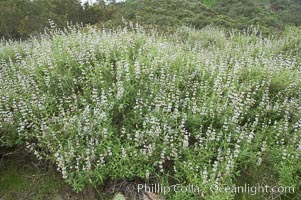 Black sage, Salvia mellifera, San Elijo Lagoon, Encinitas, California