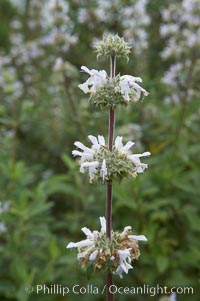 Black sage, Salvia mellifera, San Elijo Lagoon, Encinitas, California