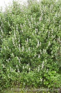 Black sage, Salvia mellifera, San Elijo Lagoon, Encinitas, California