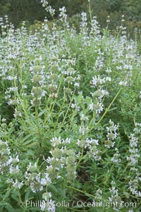 Black sage, Salvia mellifera, San Elijo Lagoon, Encinitas, California