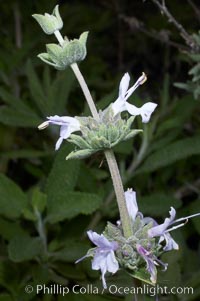 Black sage, Batiquitos Lagoon, Carlsbad, Salvia mellifera