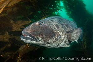 Giant black sea bass, endangered species, reaching up to 8' in length and 500 lbs, amid giant kelp forest. Catalina Island, California, USA