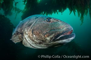 Giant black sea bass, endangered species, reaching up to 8' in length and 500 lbs, amid giant kelp forest. Catalina Island, California, USA, Stereolepis gigas