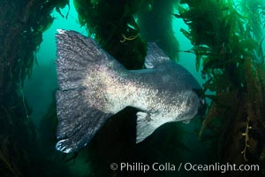 Giant black sea bass, endangered species, reaching up to 8' in length and 500 lbs, amid giant kelp forest. Catalina Island, California, USA