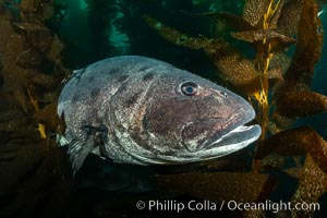 Giant black sea bass, endangered species, reaching up to 8' in length and 500 lbs, amid giant kelp forest. Catalina Island, California, USA, Stereolepis gigas