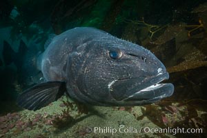 Giant black sea bass, endangered species, reaching up to 8' in length and 500 lbs, amid giant kelp forest. Catalina Island, California, USA, Stereolepis gigas