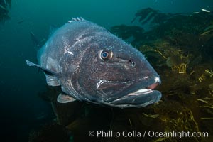 Giant black sea bass, endangered species, reaching up to 8' in length and 500 lbs, amid giant kelp forest. Catalina Island, California, USA, Stereolepis gigas