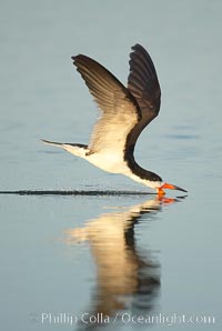 Black skimmer forages by flying over shallow water with its lower mandible dipping below the surface for small fish, Rynchops niger, San Diego Bay National Wildlife Refuge