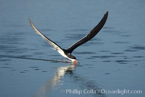 Black skimmer forages by flying over shallow water with its lower mandible dipping below the surface for small fish, Rynchops niger, San Diego Bay National Wildlife Refuge