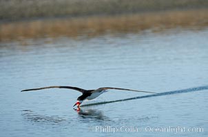 Black skimmer forages by flying over shallow water with its lower mandible dipping below the surface for small fish, Rynchops niger, San Diego Bay National Wildlife Refuge