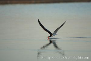 Black skimmer forages by flying over shallow water with its lower mandible dipping below the surface for small fish, Rynchops niger, San Diego Bay National Wildlife Refuge