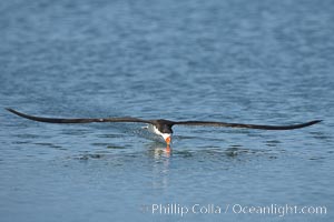 Black skimmer forages by flying over shallow water with its lower mandible dipping below the surface for small fish, Rynchops niger, San Diego Bay National Wildlife Refuge