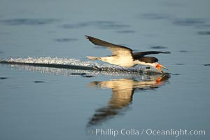 Black skimmer forages by flying over shallow water with its lower mandible dipping below the surface for small fish, Rynchops niger, San Diego Bay National Wildlife Refuge