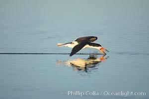 Black skimmer forages by flying over shallow water with its lower mandible dipping below the surface for small fish, Rynchops niger, San Diego Bay National Wildlife Refuge