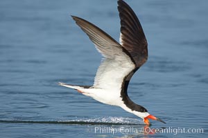 Black skimmer forages by flying over shallow water with its lower mandible dipping below the surface for small fish, Rynchops niger, San Diego Bay National Wildlife Refuge