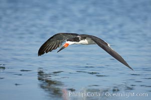 Black skimmer forages by flying over shallow water with its lower mandible dipping below the surface for small fish, Rynchops niger, San Diego Bay National Wildlife Refuge