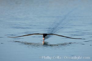 Black skimmer forages by flying over shallow water with its lower mandible dipping below the surface for small fish, Rynchops niger, San Diego Bay National Wildlife Refuge