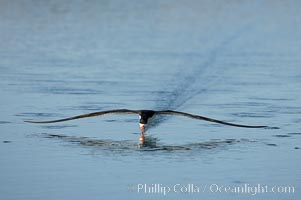 Black skimmer forages by flying over shallow water with its lower mandible dipping below the surface for small fish, Rynchops niger, San Diego Bay National Wildlife Refuge