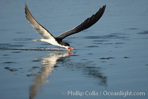 Black skimmer forages by flying over shallow water with its lower mandible dipping below the surface for small fish, Rynchops niger, San Diego Bay National Wildlife Refuge