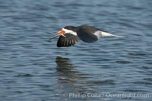 Black skimmer forages by flying over shallow water with its lower mandible dipping below the surface for small fish, Rynchops niger, San Diego Bay National Wildlife Refuge