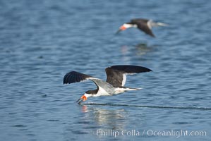 Black skimmer forages by flying over shallow water with its lower mandible dipping below the surface for small fish, Rynchops niger, San Diego Bay National Wildlife Refuge