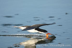 Black skimmer forages by flying over shallow water with its lower mandible dipping below the surface for small fish, Rynchops niger, San Diego Bay National Wildlife Refuge