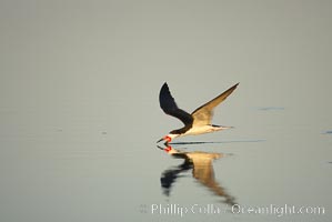 Black skimmer forages by flying over shallow water with its lower mandible dipping below the surface for small fish, Rynchops niger, San Diego Bay National Wildlife Refuge