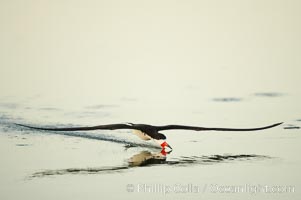 Black skimmer forages by flying over shallow water with its lower mandible dipping below the surface for small fish, Rynchops niger, San Diego Bay National Wildlife Refuge