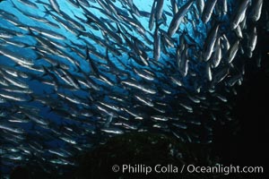 Black-striped salema. Isla Champion, Galapagos Islands, Ecuador, Xenocys jessiae, natural history stock photograph, photo id 02741