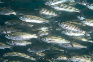 Black-striped salema, polarized school, Xenocys jessiae, Cousins