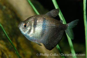 Black tetra, a freshwater fish native to the Paraguay and Guapore river basins in South America, Gymnocorymbus ternetzi