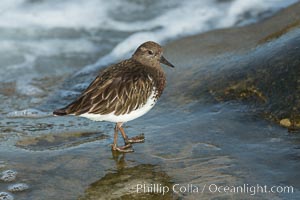 Black Turnstone, La Jolla, Arenaria melanocephala