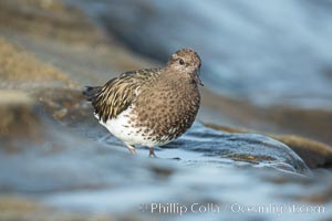 Black Turnstone, La Jolla, Arenaria melanocephala