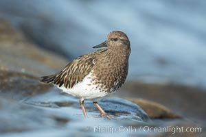 Black Turnstone, La Jolla, Arenaria melanocephala