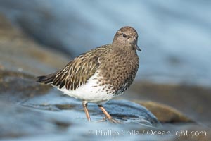 Black Turnstone, La Jolla, Arenaria melanocephala