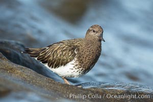 Black Turnstone, La Jolla, Arenaria melanocephala