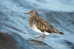 Black Turnstone, La Jolla, Arenaria melanocephala