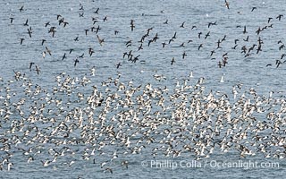Black-Vented Shearwater Flock over the Ocean, gathered in large numbers to feed on a bait ball near La Jolla