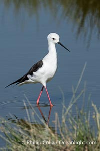 Black-Winged Stilt, Himantopus himantopus, Amboseli National Park, Himantopus himantopus