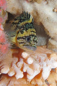 Black-and-yellow rockfish, Sebastes chrysomelas
