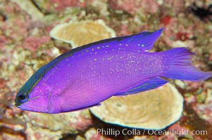 Blackcap gramma basslet, Gramma melacara