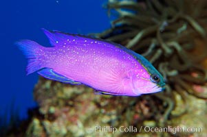 Blackcap gramma basslet, Gramma melacara