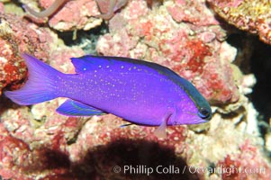 Blackcap gramma basslet, Gramma melacara