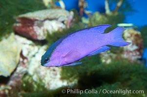 Blackcap gramma basslet, Gramma melacara