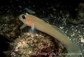 Blackeye Goby, Rhinogobiops nicholsii, San Clemente Island